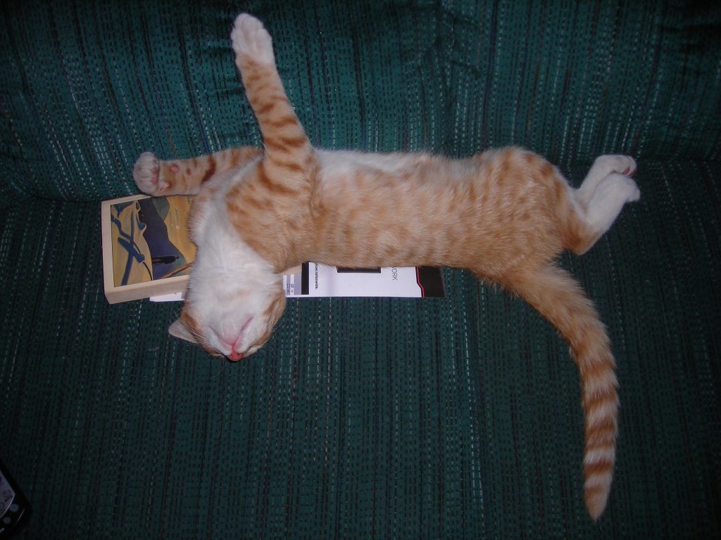 kitten sleeping on book after drifting off while reading